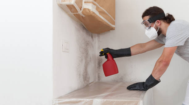 Basement Mold Remediation treatment on basement walls in Mullica Hill