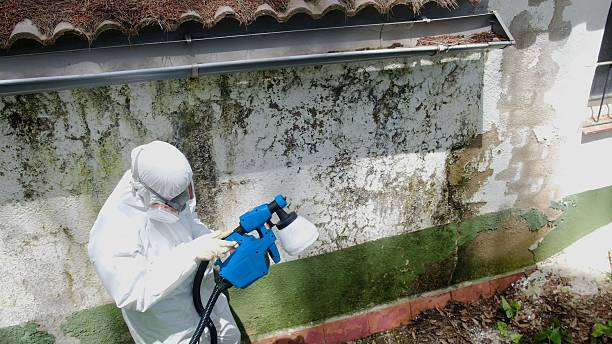 Mold Removal service in Mullica Hill
